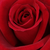 Czerwony  - Róża wielkokwiatowa - Hybrid Tea - Avon